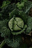 Cabbage (Brassica oleracea) in the garden bed