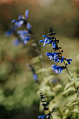 Guarani-Salbei im Sommergarten