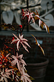 Rizinuspflanze (Ricinus communis) im Terrassenbereich