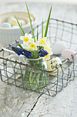 Frühlingsblumen im Weckglas mit  raubenhyazinthen (Muscari) und Narzissen (Narcissus), Eierschalen und Ostereier im Drahtkorb