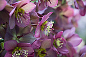 Orientalischer Nieswurz (Helleborus orientalis), Portrait