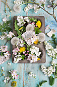 Apple blossoms, dandelion and lilac in old muffin tin, labelled with month names