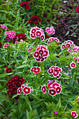 Dianthus barbatus in full bloom in the summer garden