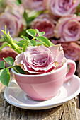 Tasse mit rosafarbener Rosenblüte (Rosa), close-up