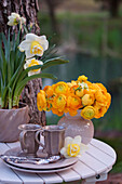 Strauss aus Ranunkeln (Ranunculus Asiaticus) und Narzissen (Narcissus) im Topf, im Vordergrund Tassen, Teller und Silberbesteck auf Gartentisch
