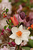 Frühlingsstrauß mit Narzisse (Narcissus), Schachbrettblume und Tulpe (Tulipa) in Vase, close-up