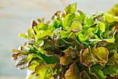 Fresh oak leaf salad with water droplets