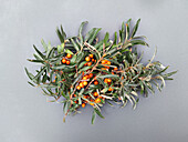 Sea buckthorn twigs