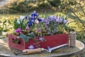 Blumenkasten mit Krokus 'Pickwick', und Zwergiris 'Harmony'