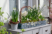 Märzenbecher, Traubenhyazinthe 'Alba' und Hyazinthen im Blumenkasten auf der Terrasse