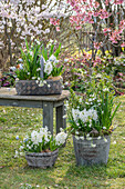 Blumentöpfe im Garten mit Märzenbecher, Hyazinthen, Traubenhyazinthe 'Montain Lady'