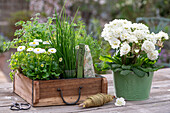 Primroses &#39;Frosty White'39;;Daisies; Chives; Dill; coriander