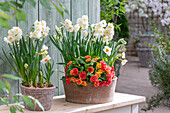 Blumenschalen auf der Terrasse mit Narzissen 'Bridal Crown' und 'Geranium', Primel 'Sweet Apricot'