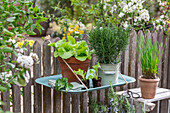 Salat und Kräuter im Topf, Rosmarin, Kopfsalat, Schnittlauch, am Zaun hängend auf einem Tablett