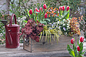 Blumenkasten mit Purpurglöckchen 'Cinnamon Glaze' und 'Red Fury', Tulpen 'Canasta', Goldlack 'Winter Charme' und 'Winter Flame', Hornveilchen 'Blue Moon', Kalmus 'Ogon'