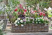 Blumenkasten mit Tulpen 'Canasta', Hornveilchen, Gänsekresse 'Pink Gem', Schaumblüte 'Pink Torch', Gänseblümchen und Purpurglöckchen 'Black Forest Cake'