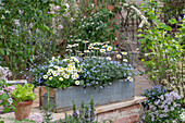 Blumenkasten mit Vergissmeinnicht, Gänseblümchen, Margerite 'African Spring', Primeln auf der Terrasse