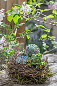 Echeverien (Echeveria) auf Nest auf der Terrasse vor blühenden Zweigen