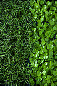 Two kinds of cress