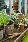 Verschiedene Topfpflanzen und Gartengeräte auf einem Gartentisch im Gewächshaus