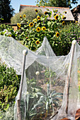 Gemüsegarten mit Schutznetz und blühenden Sonnenblumen im Sommer