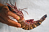 Hand holding boiled tiger prawn