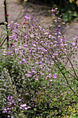 Clematis (Thalictrum) with delicate purple flowers in the garden