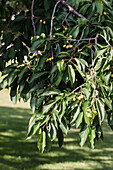 Branch of a cherry tree with yellow cherries in the garden