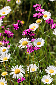 Colorful wildflowers in the summer garden