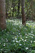 Buschwindröschen (Anemone nemorosa) im Wald