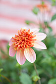 Dahlie in voller Blüte im Garten