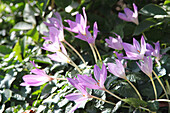 Violette Herbstzeitlosen (Colchicum autumnale) im Beet