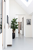 Bright hallway with fig tree in black planter and picture frame on the wall