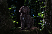 Portrait cute brown Barbet puppy among trees in woods, Rheinbach, Germany\n