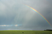 Blick auf einen Hund in einem ländlichen Feld unter einem dramatischen Wolkenhimmel mit Regenbogen, Wiendorf, Deutschland