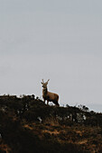 Hirsch mit Geweih auf einem Hügel unter bewölktem Himmel stehend, Assynt, Sutherland, Schottland