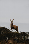 Hirsch stehend auf einem Hügel unter bewölktem Himmel, Assynt, Sutherland, Schottland