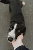 POV hand touching, petting cute dog\n