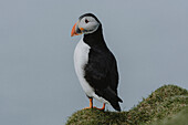 Side view puffin standing in grass, Mykines, Faroe Islands\n