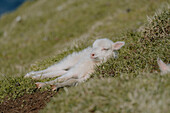 Cute white lamb laying in grass on sunny hillside, Mykines, Faroe Islands\n