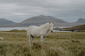 Schönes weißes Pferd in abgelegenem grasbewachsenem Feld, Isle of Harris, Äußere Hebriden, Schottland