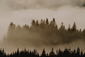 Nebelwolken über silhouettierten Bäumen bei Sonnenuntergang, Glencoe, Schottische Highlands, Schottland