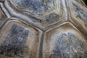 Full frame close up detail of giant tortoise shell\n