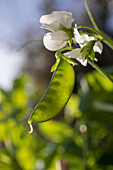 Close up white sweet pea flower and green pea pod growing in sunlight\n