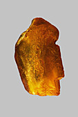 Close up golden Baltic amber stone on gray background\n