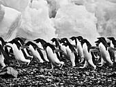 Adelie penguins walking over rocks along ice, Antarctic Peninsula, Weddell Sea, Antarctica\n