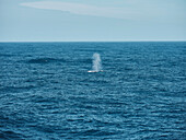 Spraying orca on sunny blue ocean off Antarctic Peninsula, Weddell Sea, Antarctica\n