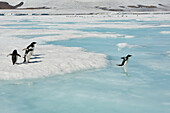 Pinguine springen vom Eis ins sonnige blaue Meer, Antarktische Halbinsel, Weddellmeer, Antarktis