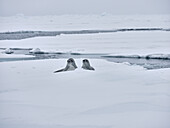 Seals laying in snow on Antarctic Peninsula, Weddell Sea, Antarctica\n