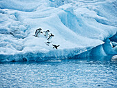 Penguins diving from ice into ocean, Antarctic Peninsula, Weddell Sea, Antarctica\n